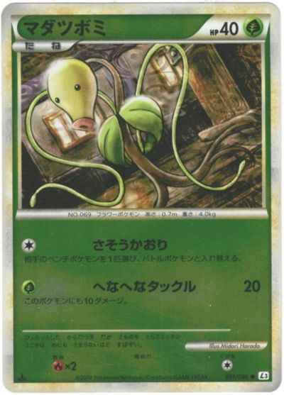 マダツボミ(ミラー)